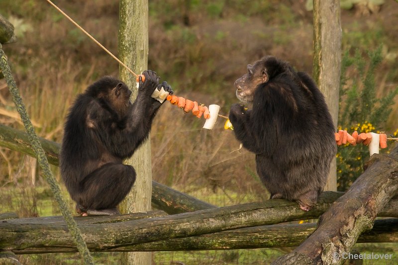 _DSC1539.JPG - Twee Chimpansee aan de Kerstslinger
